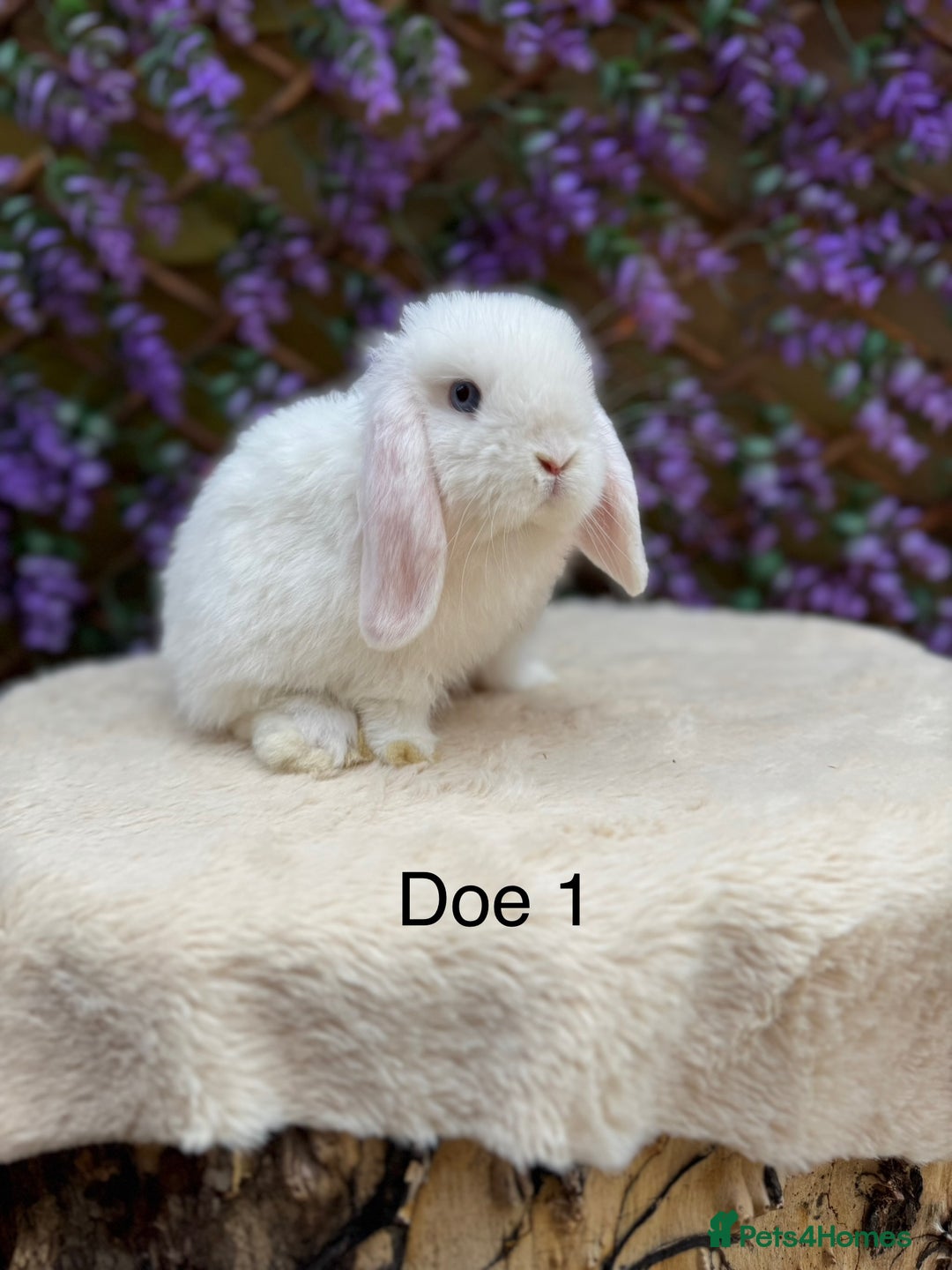 Mini Lop rabbits for sale: Pure bred Mini lops  - Image 7