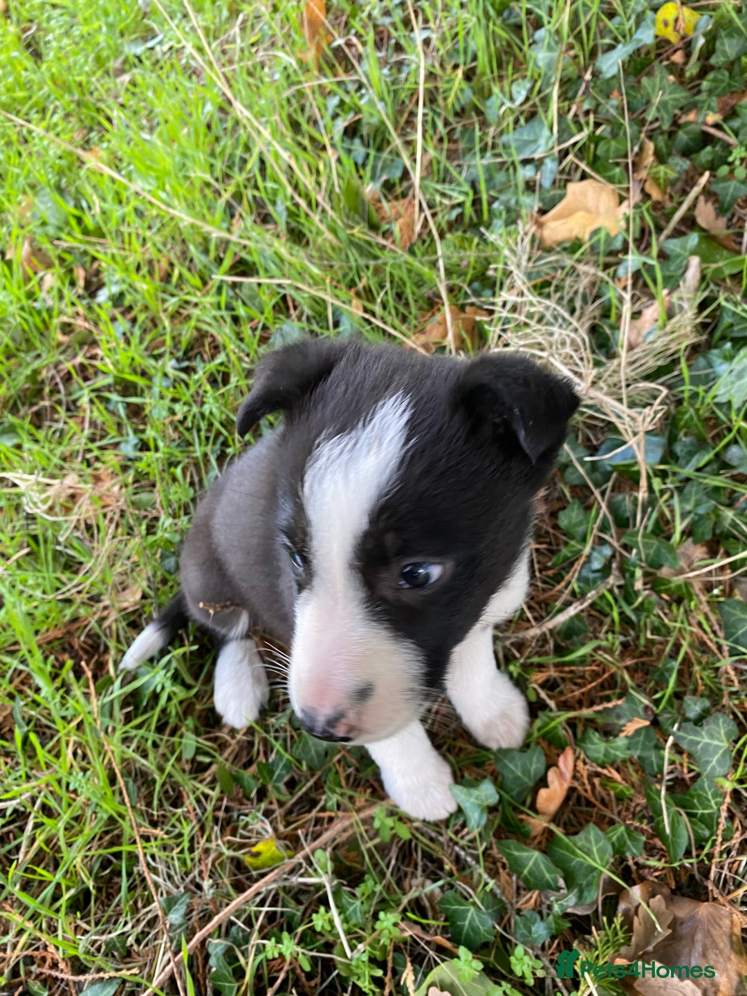 Border Collie dogs for sale: Gorgeous border collie female pup!  - Advert 4