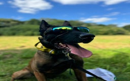 Belgian Shepherd Dog dogs for sale: Belgian Malinois x Dutch - Female 4 Yrs - Image 9