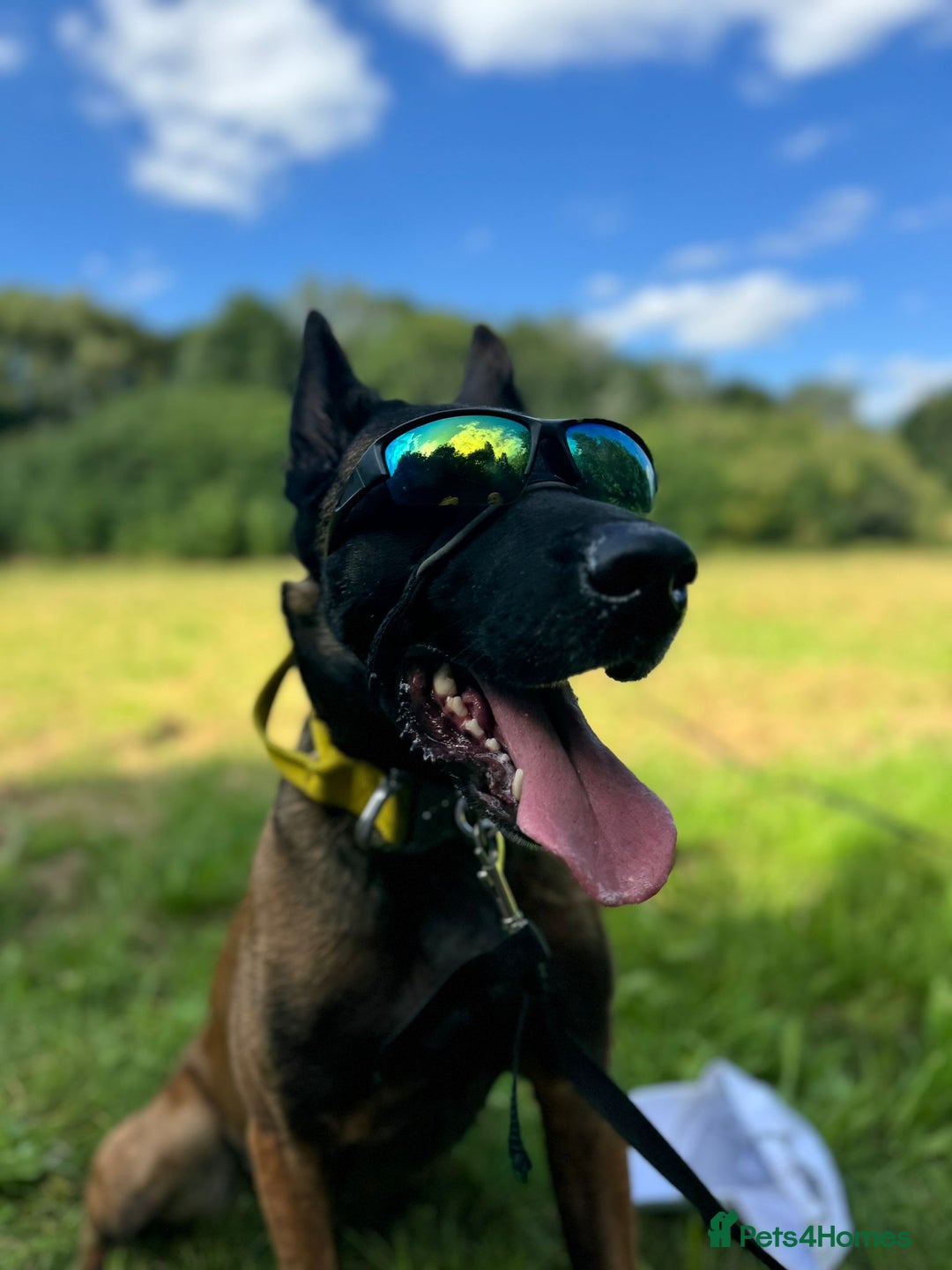 Belgian Shepherd Dog dogs for sale: Belgian Malinois x Dutch - Female 4 Yrs - Image 9