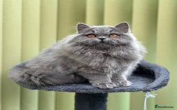 British Longhair cats for sale: Beautiful British Blue Longhair Kitten - Image 3