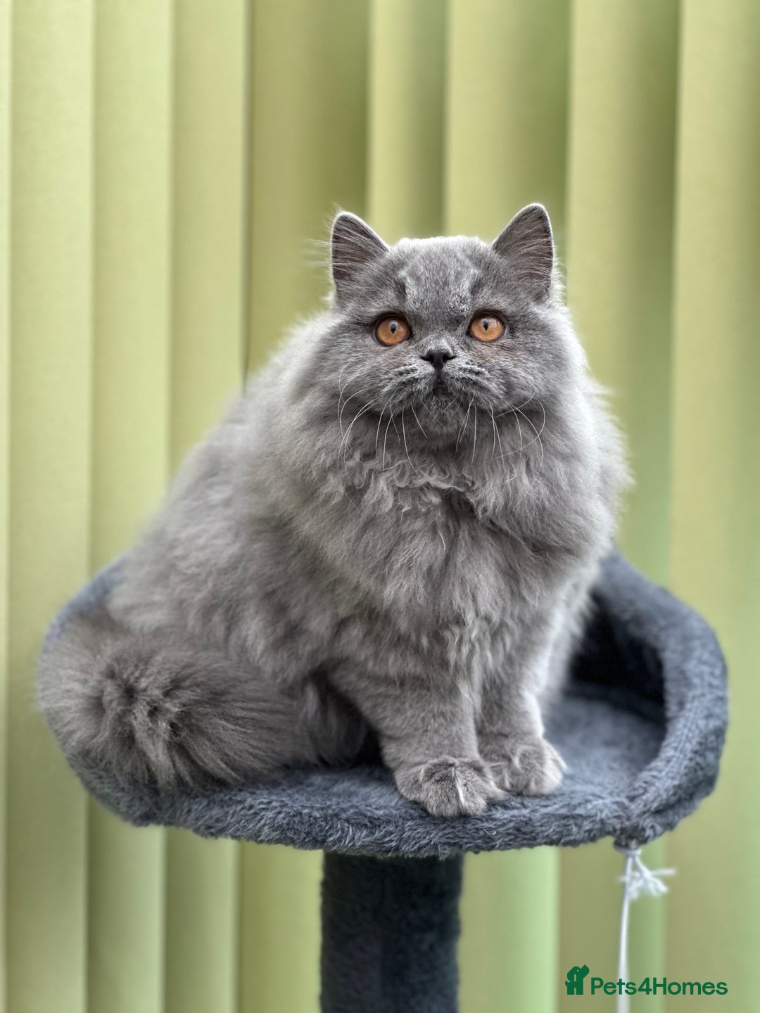 British Longhair cats for sale: Beautiful British Blue Longhair Kitten - Image 3
