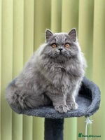 British Longhair cats - Advert 8