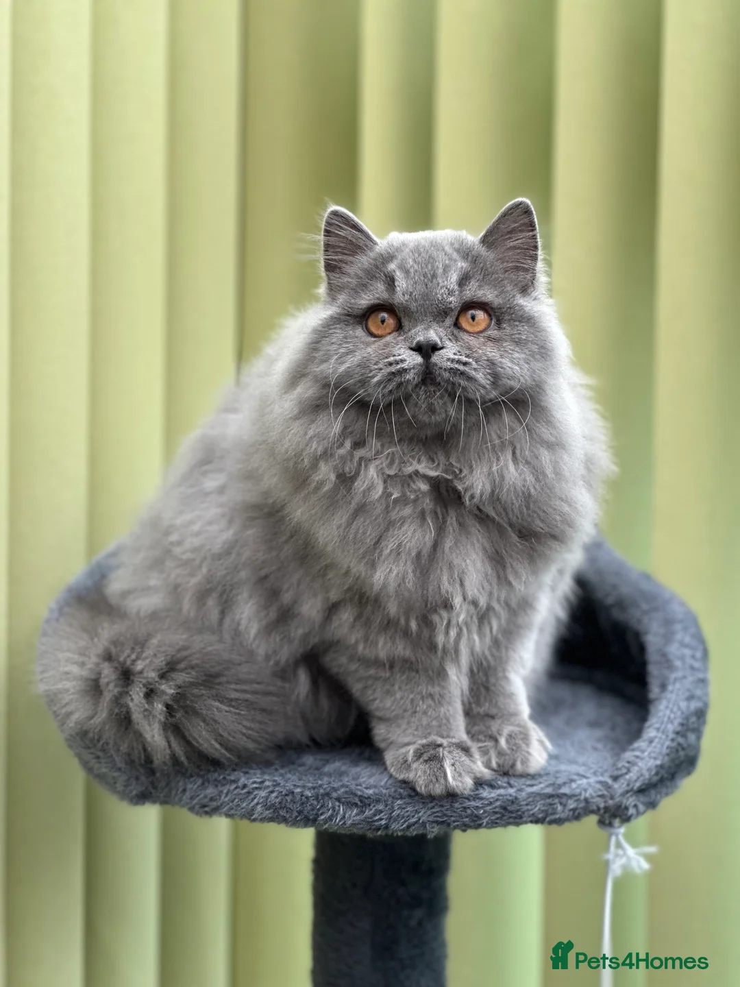 British Longhair cats for sale: Beautiful British Blue Longhair Girl  - Advert 8