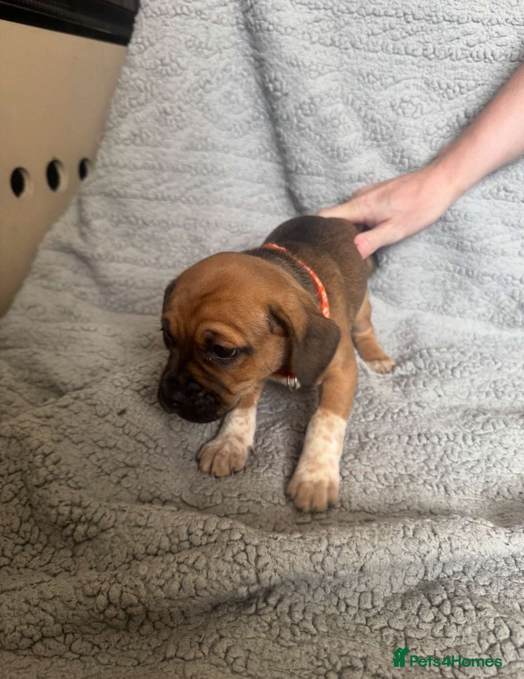 Puggle dogs for sale:  Puggle’s For Sale 🐶  - Image 8