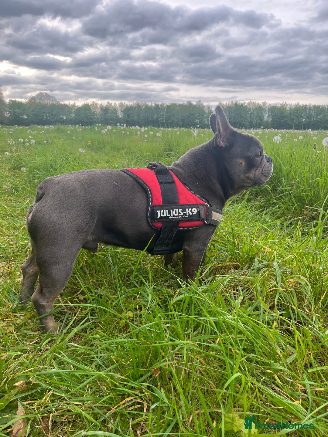 French Bulldog dogs for sale: 🐶🐾 Stanley 🐾🐶 the best companion  - Image 4