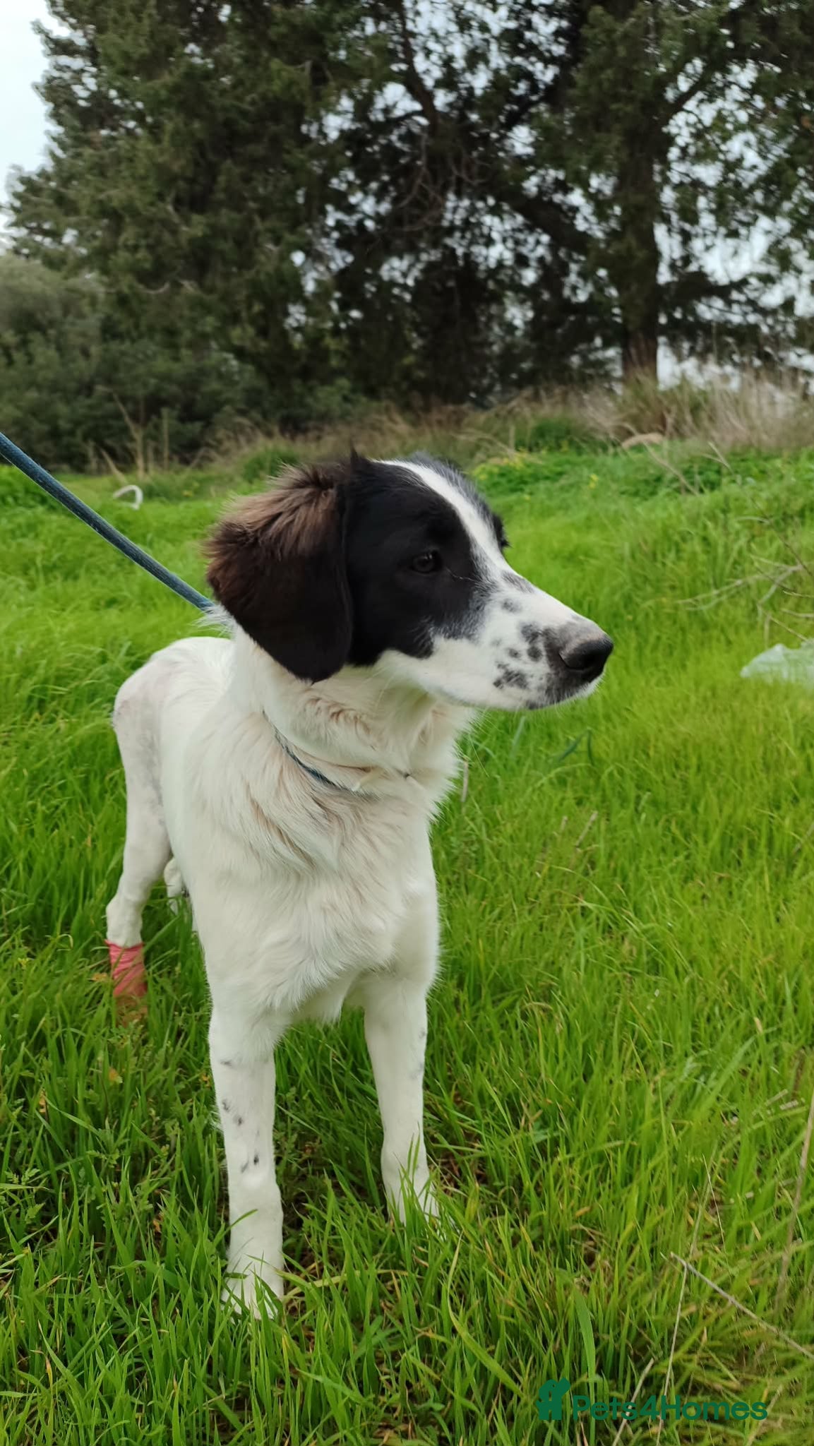 English Springer Spaniel dogs JULIET - Advert 5