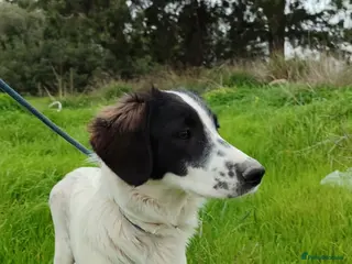 English Springer Spaniel dogs JULIET - Advert 5
