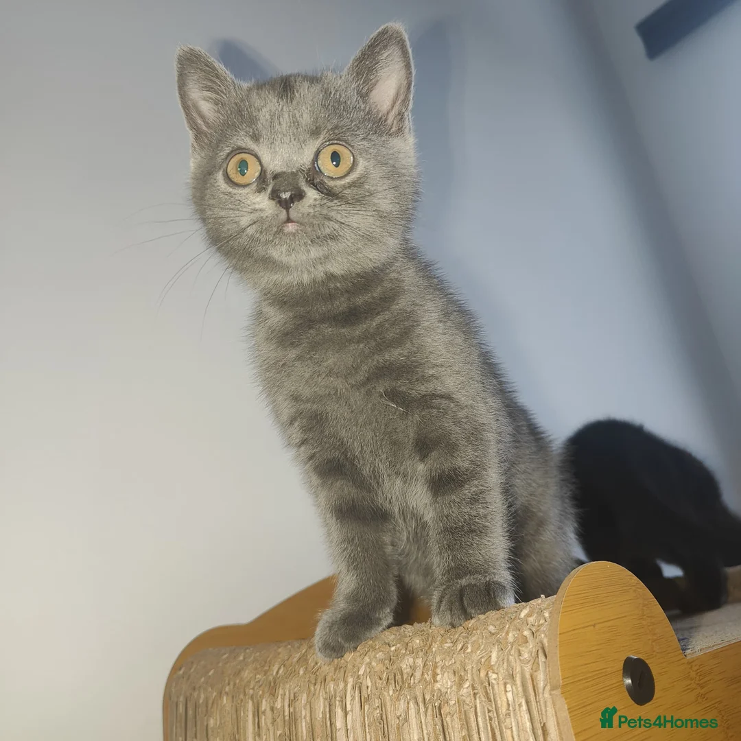 Scottish Fold cats for sale: 3 beautiful kittens - Advert 6