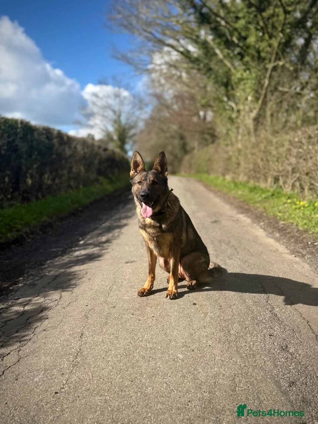 German Shepherd dogs for sale: Beautiful Trained Sable German Shepherd - Advert 6