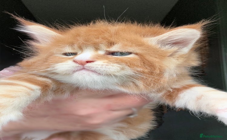 Maine Coon cats - Advert 3