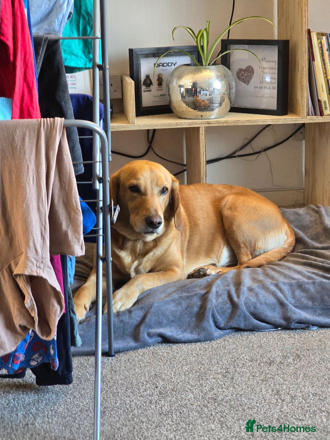 Goldador dogs for sale: Labrador X - Rehoming Request - Advert 12