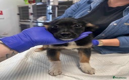 Mixed Breed dogs for adoption: 🪻Hermione🪻for adoption, fostered in OXFORD - Image 10