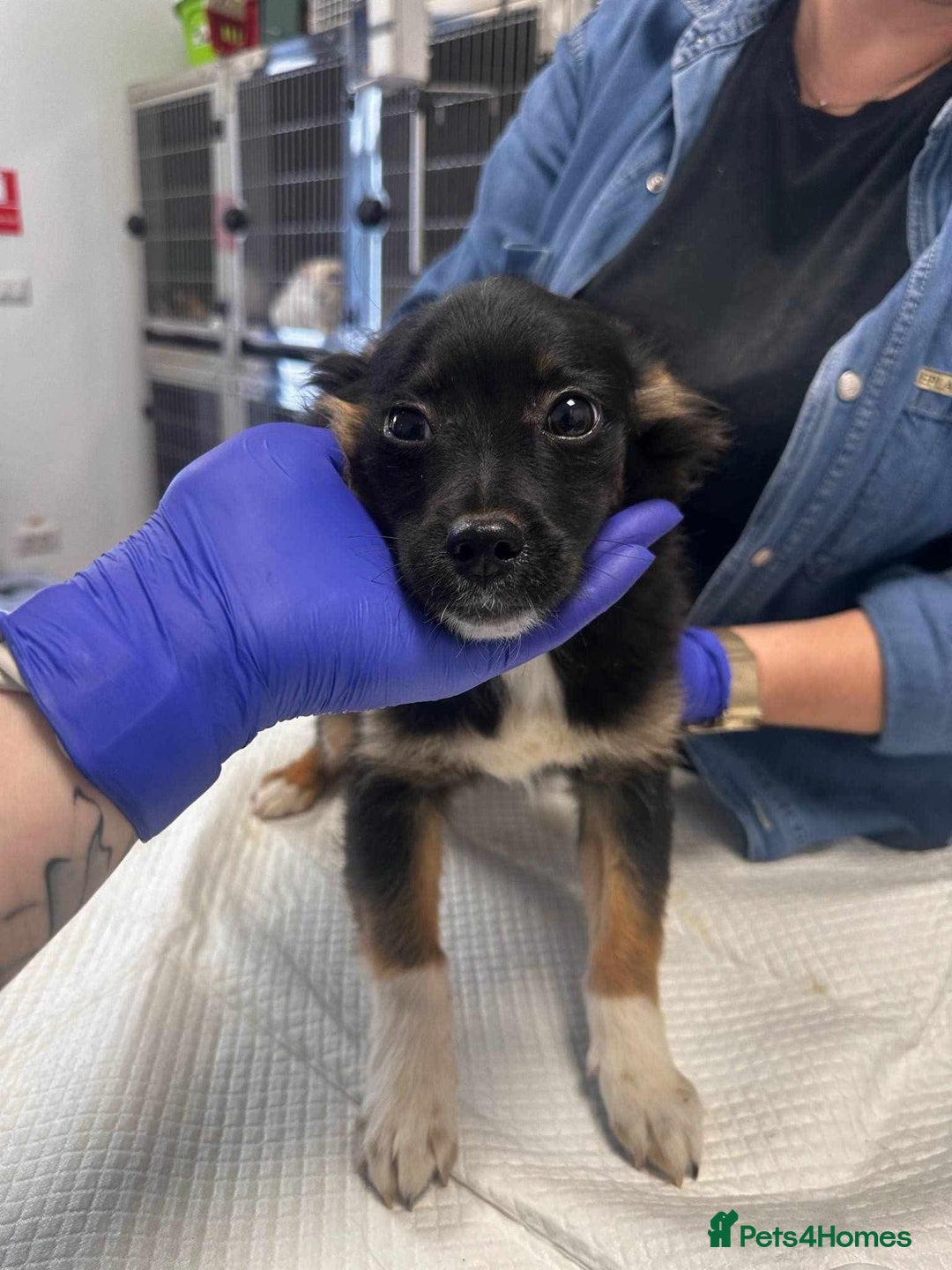Mixed Breed dogs for adoption: 🪻Hermione🪻for adoption, fostered in OXFORD - Image 10