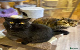 Exotic cats for sale: GCCF ACTIVE EXOTIC CATS - Image 1