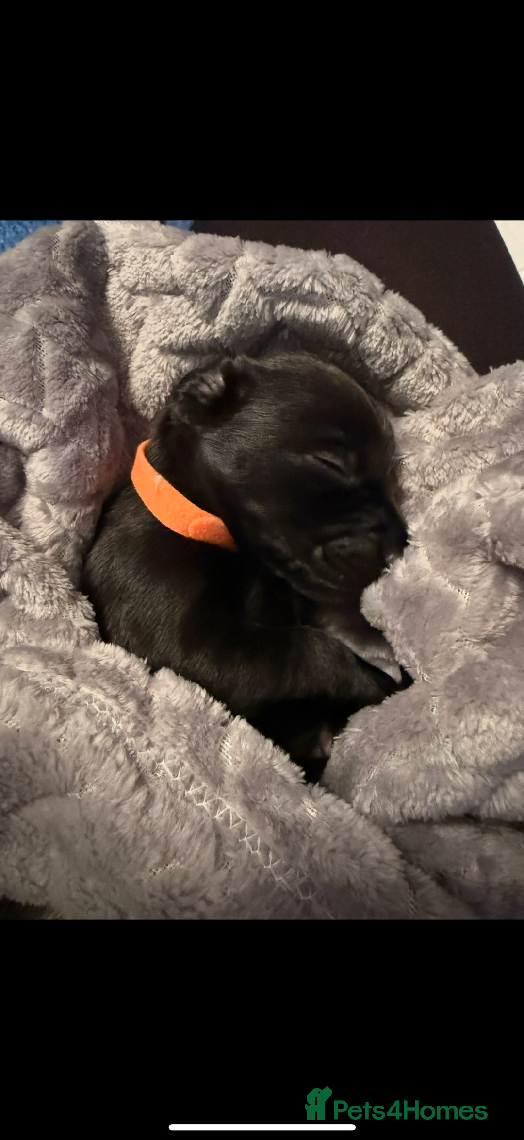 Mixed Breed dogs for sale: Litter of Jackapoo cross Dachshund puppies  - Image 3