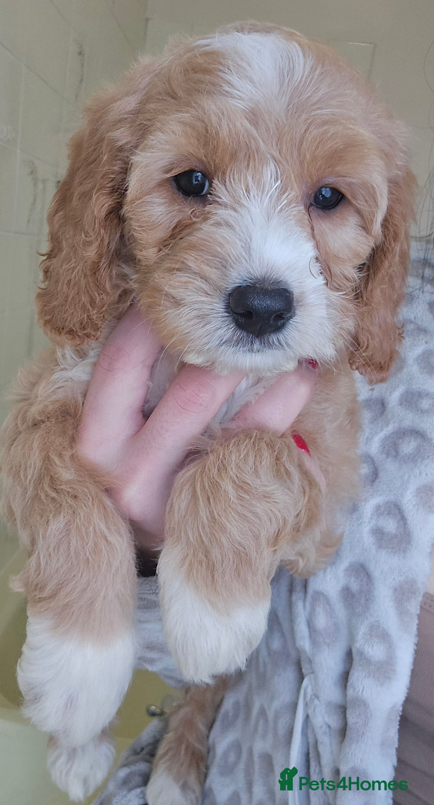 Goldendoodle dogs Goldendoodles  - Advert 16