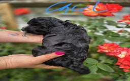 Cockapoo dogs for sale: F1 working cockapoo puppies - Image 18