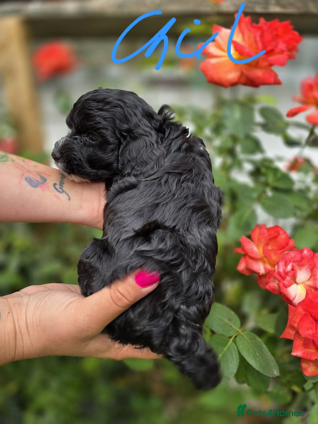 Cockapoo dogs for sale: F1 working cockapoo puppies - Image 18