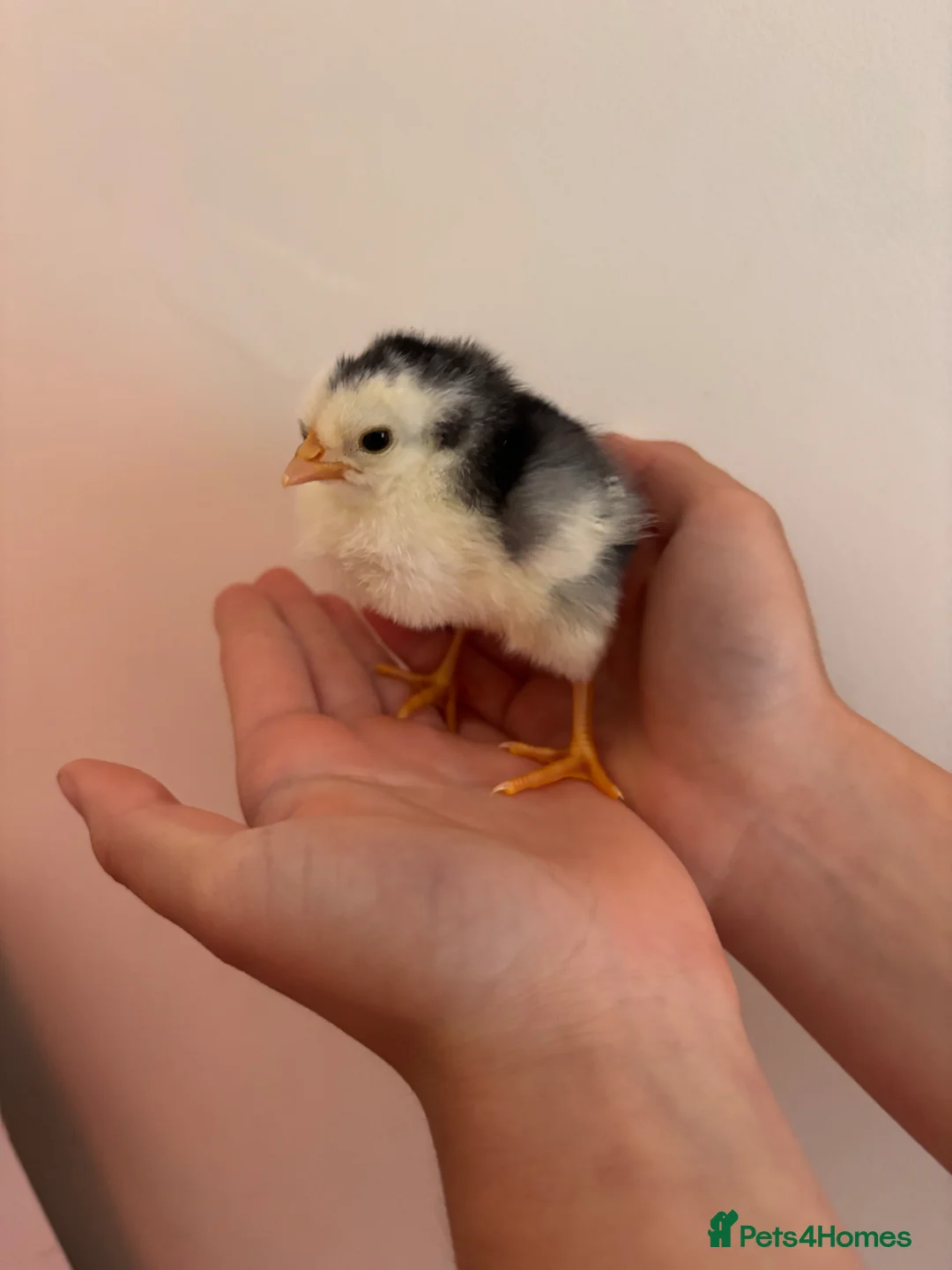 Mixed Breed poultry for sale: Hybrid chicks  in Martock - Advert 1