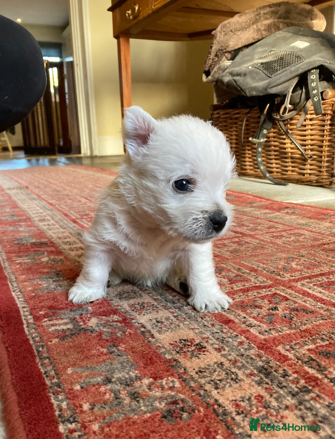 West Highland Terrier dogs for sale: Beautifully bred West Highland Terriers - Advert 11