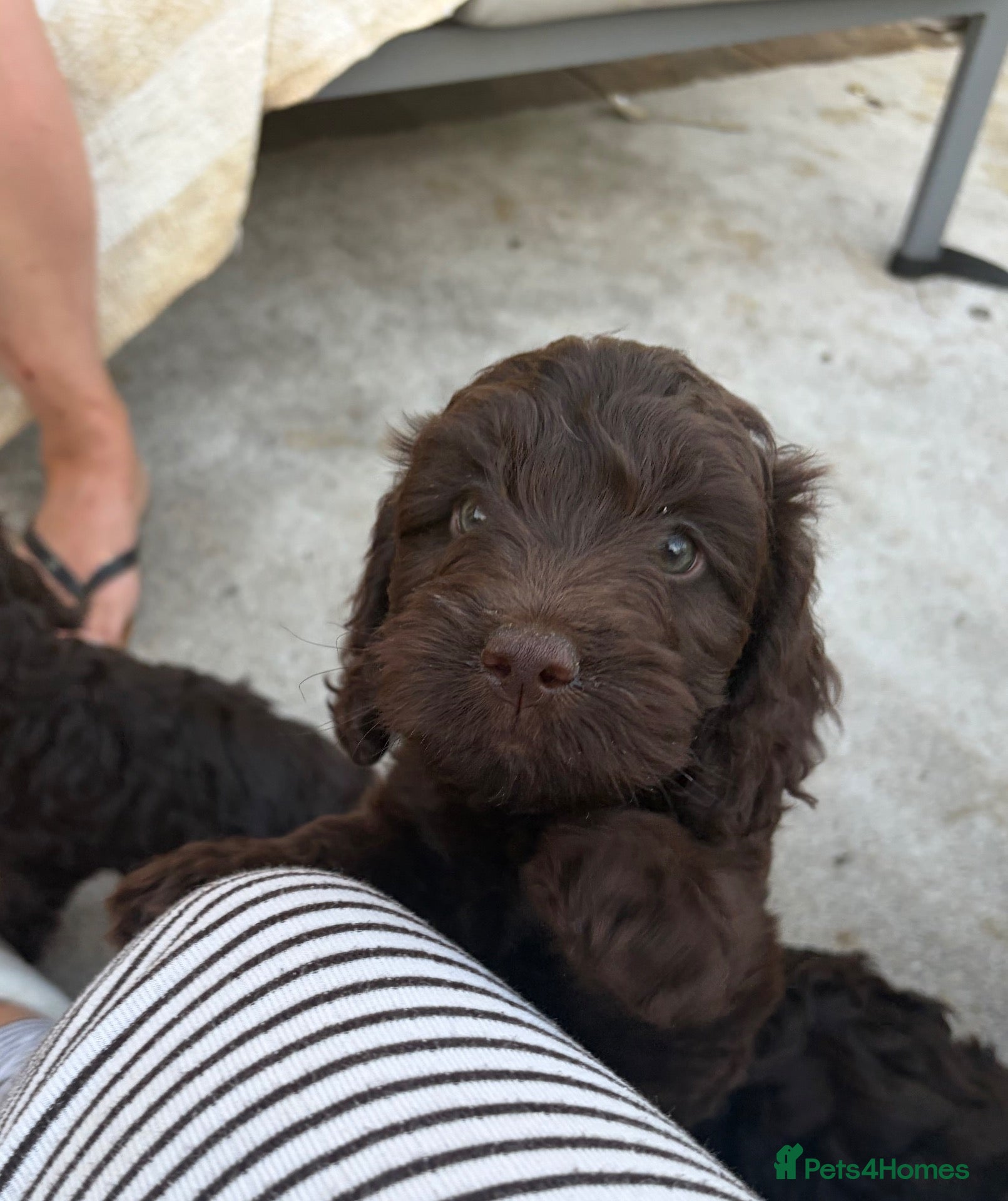 Cockapoo dogs LAST REDUCED Gorgeous Chocolate cockapoo Puppy - Advert 12