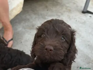 Cockapoo dogs LAST REDUCED Gorgeous Chocolate cockapoo Puppy - Advert 12