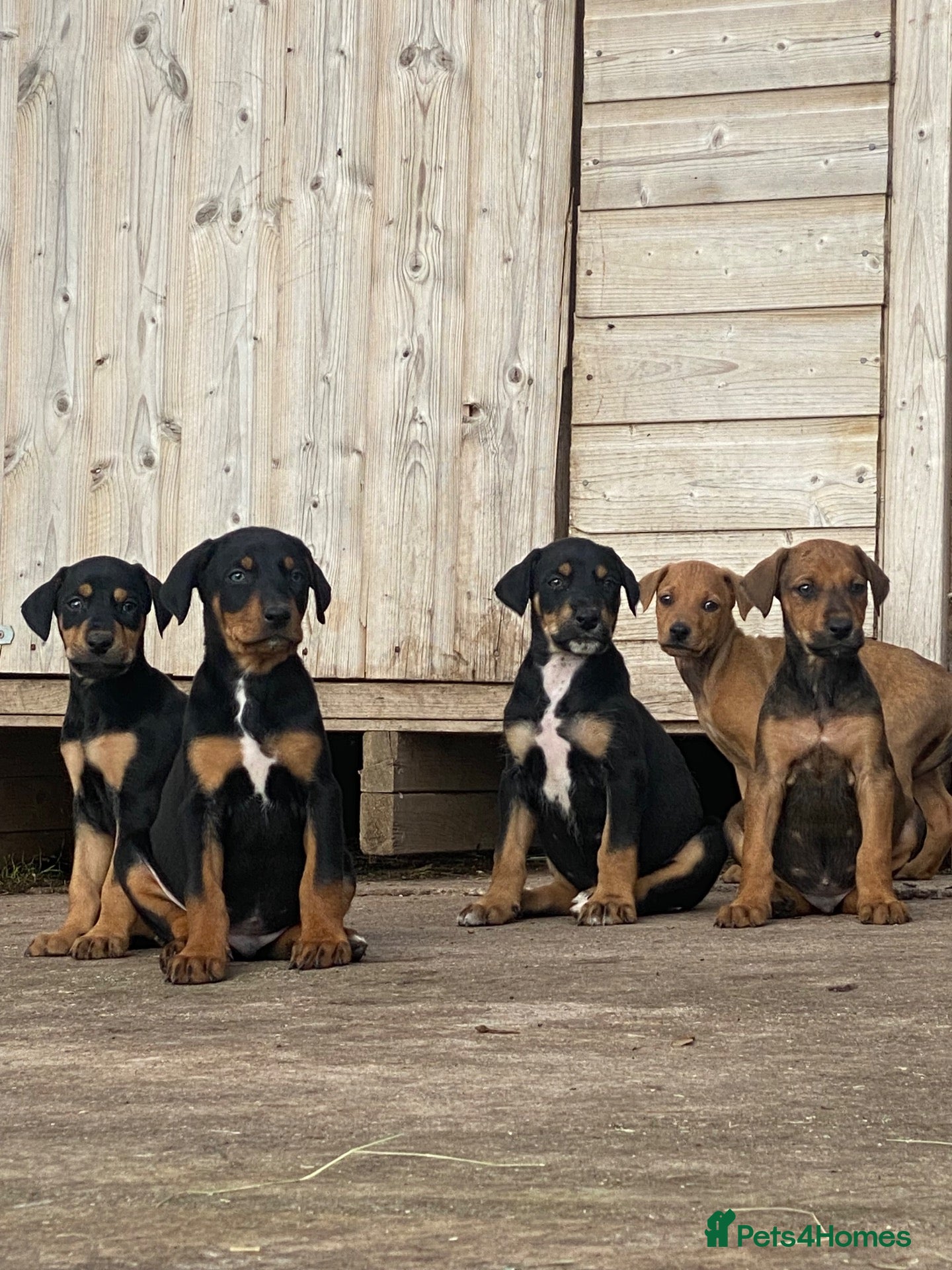 Mixed Breed dogs 🐾 STUNNING DOBERMAN × LURCHER PUPPIES 🐾 - Advert 11