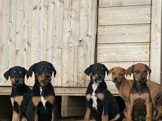 Mixed Breed dogs 🐾 STUNNING DOBERMAN × LURCHER PUPPIES 🐾 - Advert 11