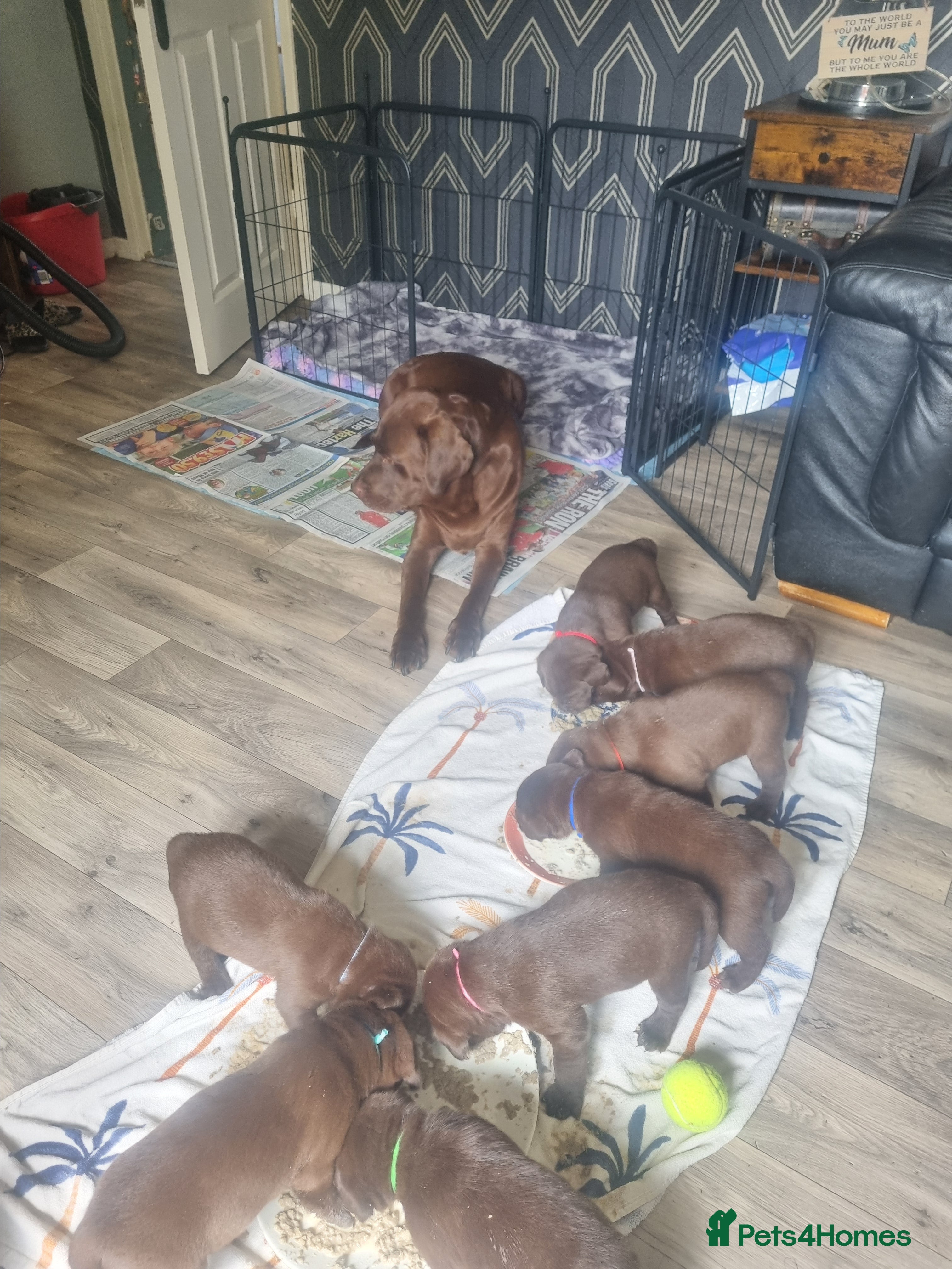 Labrador Retriever dogs Lillie's chocolate baby girls 🤎🐾 - Advert 1
