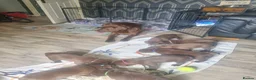 Labrador Retriever dogs for sale: Lillie's chocolate baby girls 🤎🐾 in Alfreton - Advert 1