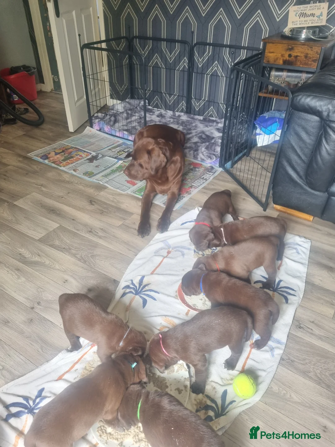 Labrador Retriever dogs for sale: Lillie's chocolate baby girls 🤎🐾 in Alfreton - Advert 1