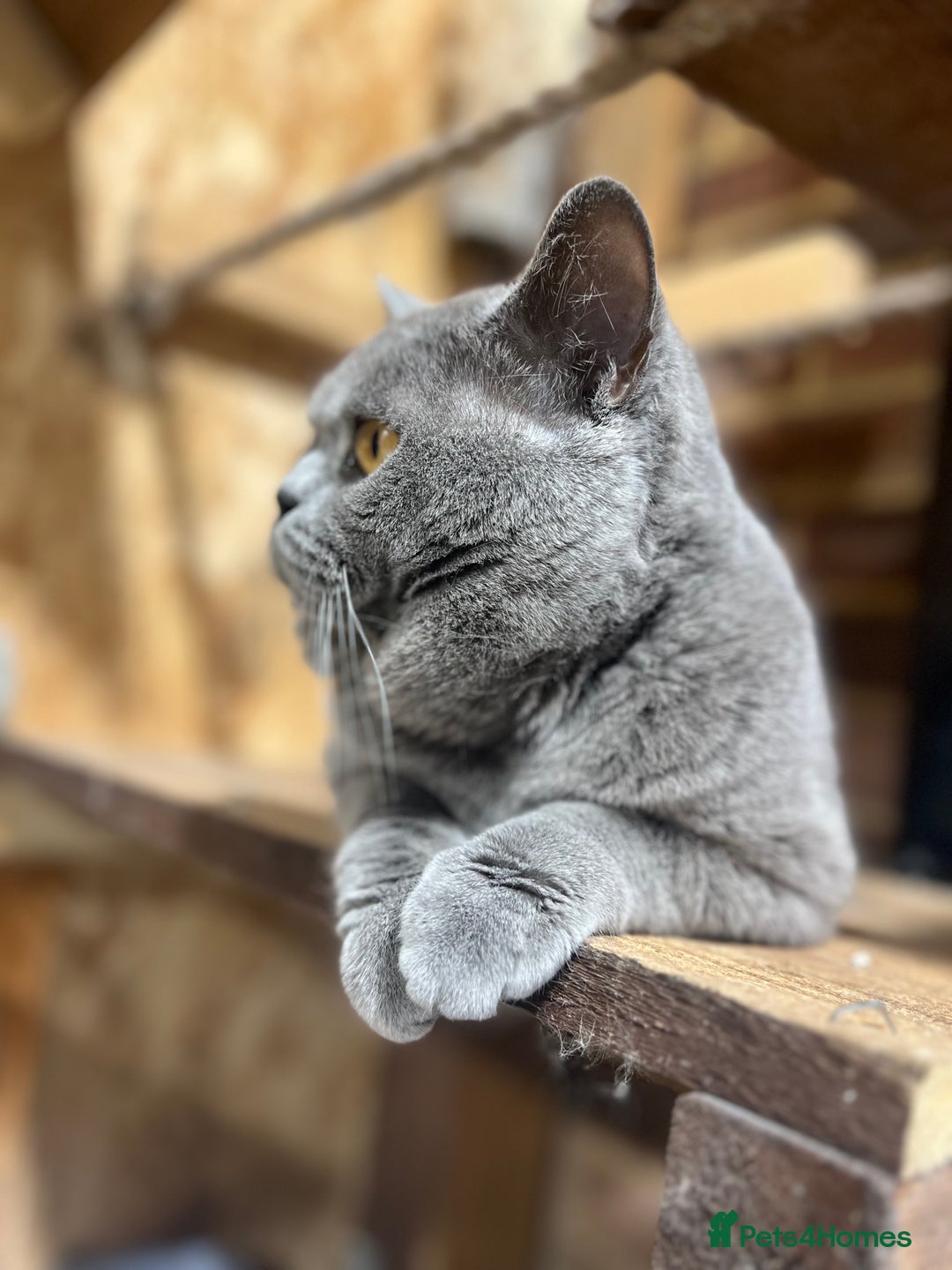 British Shorthair cats for sale: British Shorthair Boy  - Advert 6