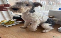 Fox Terrier dogs for sale: Adorable female Fox Terrier – 07514773500 - Image 1