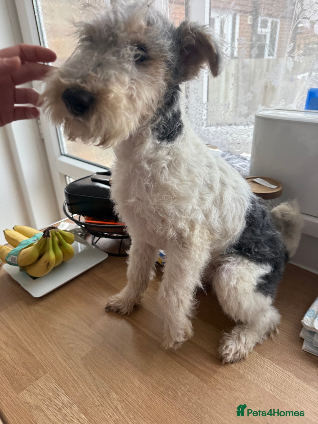 Fox Terrier dogs for sale: Adorable female Fox Terrier – 07514773500 - Image 1