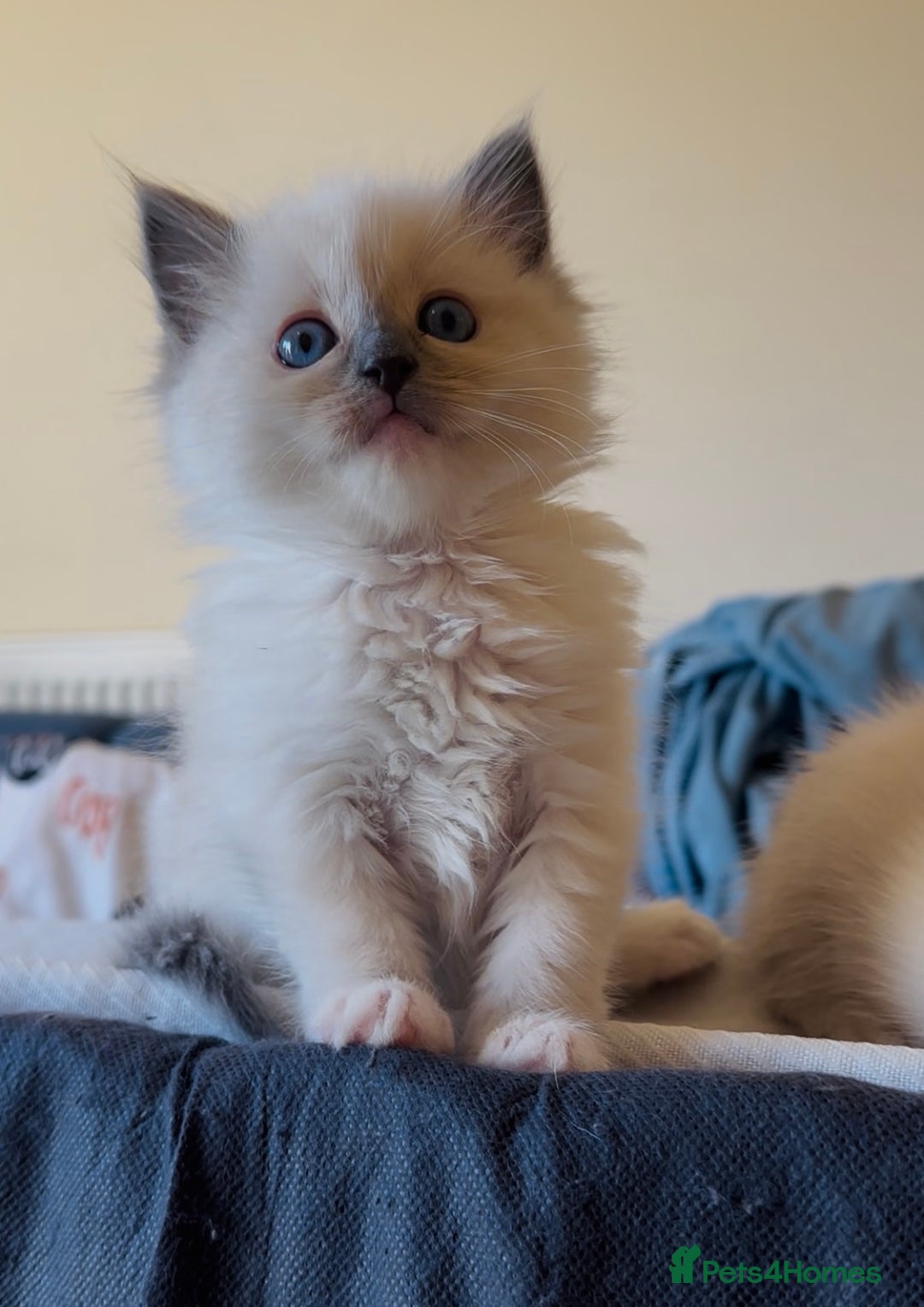 Ragdoll cats for sale: READY SOON!! PUREBRED RAGDOLL KITTENS - Image 27