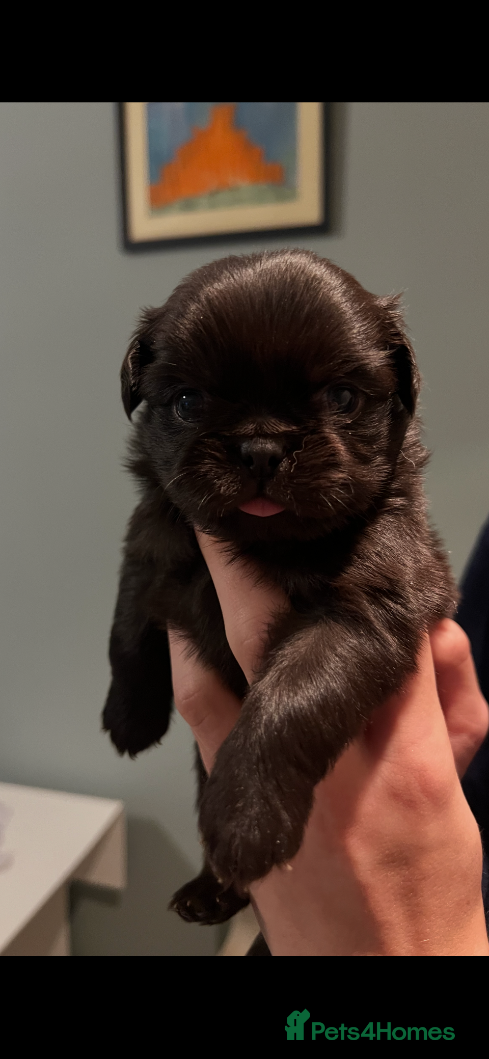 Pug dogs Kc reg black fluffy pug puppies 4 weeks old  - Advert 2
