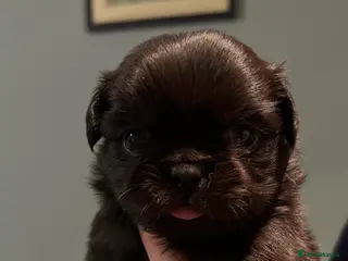 Pug dogs Kc reg black fluffy pug puppies 4 weeks old - Advert 2