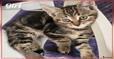 Mixed Breed cats - Advert 5