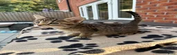 Bengal cats for sale: LAST FEMALE KITTEN READY NOW - Advert 2