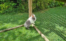 Lionhead rabbits for sale: READY NOW! Beautiful Baby Lionhead Bunnies - Image 8