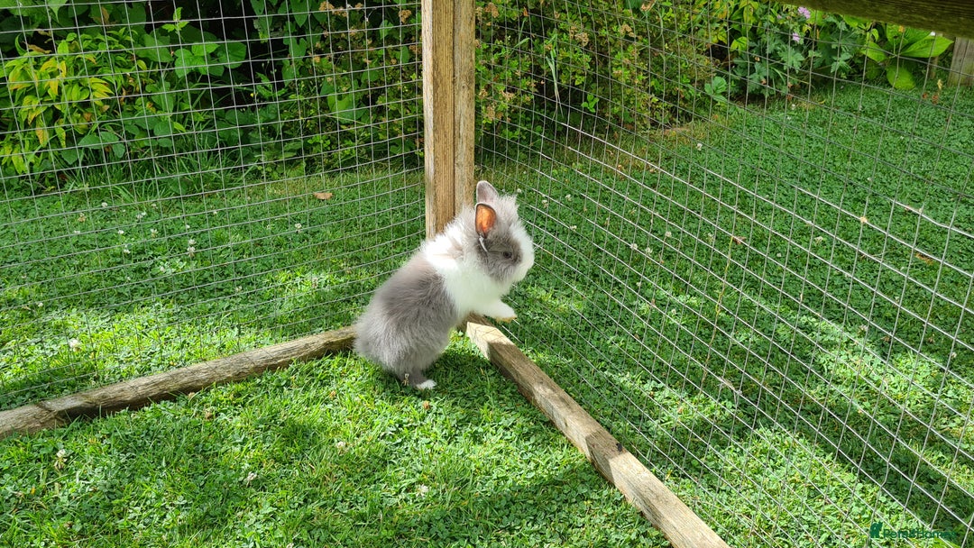 Lionhead rabbits for sale: READY NOW! Beautiful Baby Lionhead Bunnies - Image 8