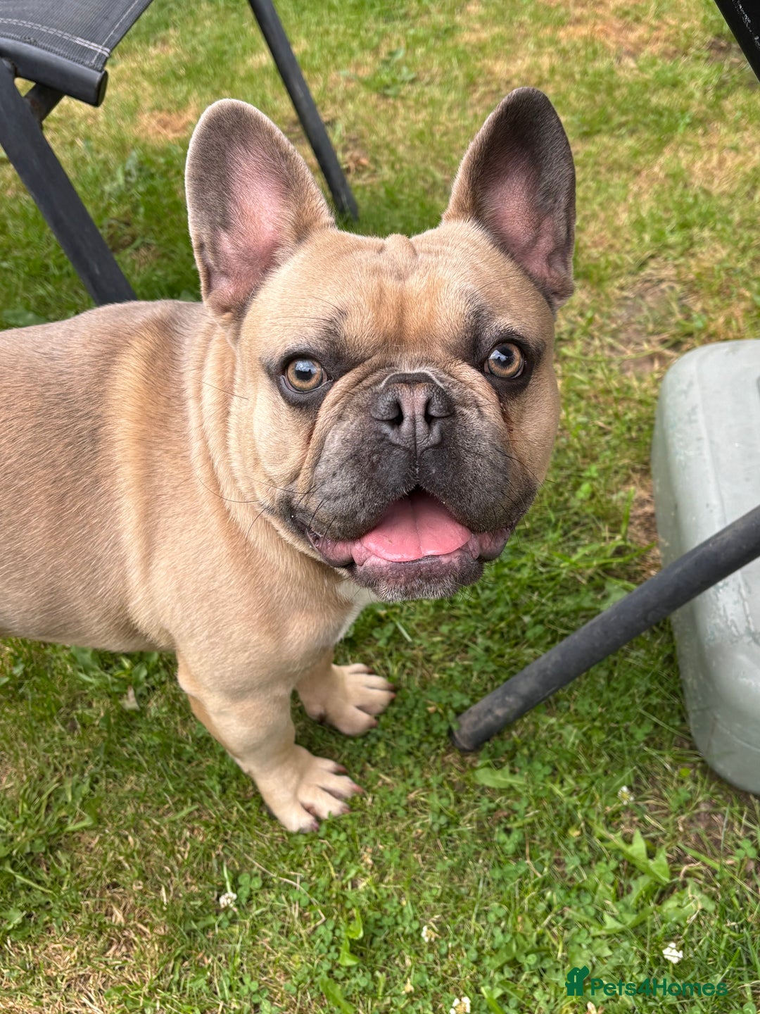 French Bulldog dogs for sale: 1 year old big bully headed boy called ‘zuggy’ - Image 3