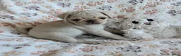 Pug dogs for sale:  2 PUG PUPPIES remain! K. C. registered - Advert 17