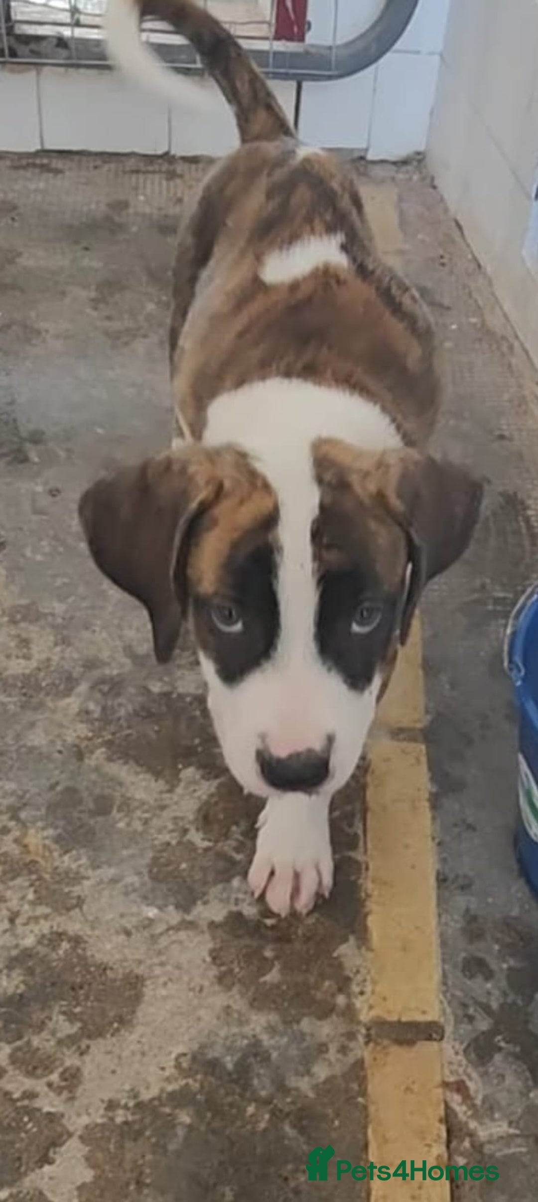 Mixed Breed dogs for adoption: ABANDONED BRINDLE PUPPY - Image 2