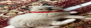 Red collar 
