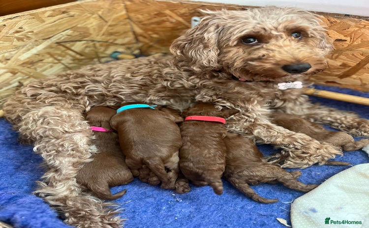 Cockapoo dogs - Advert 5