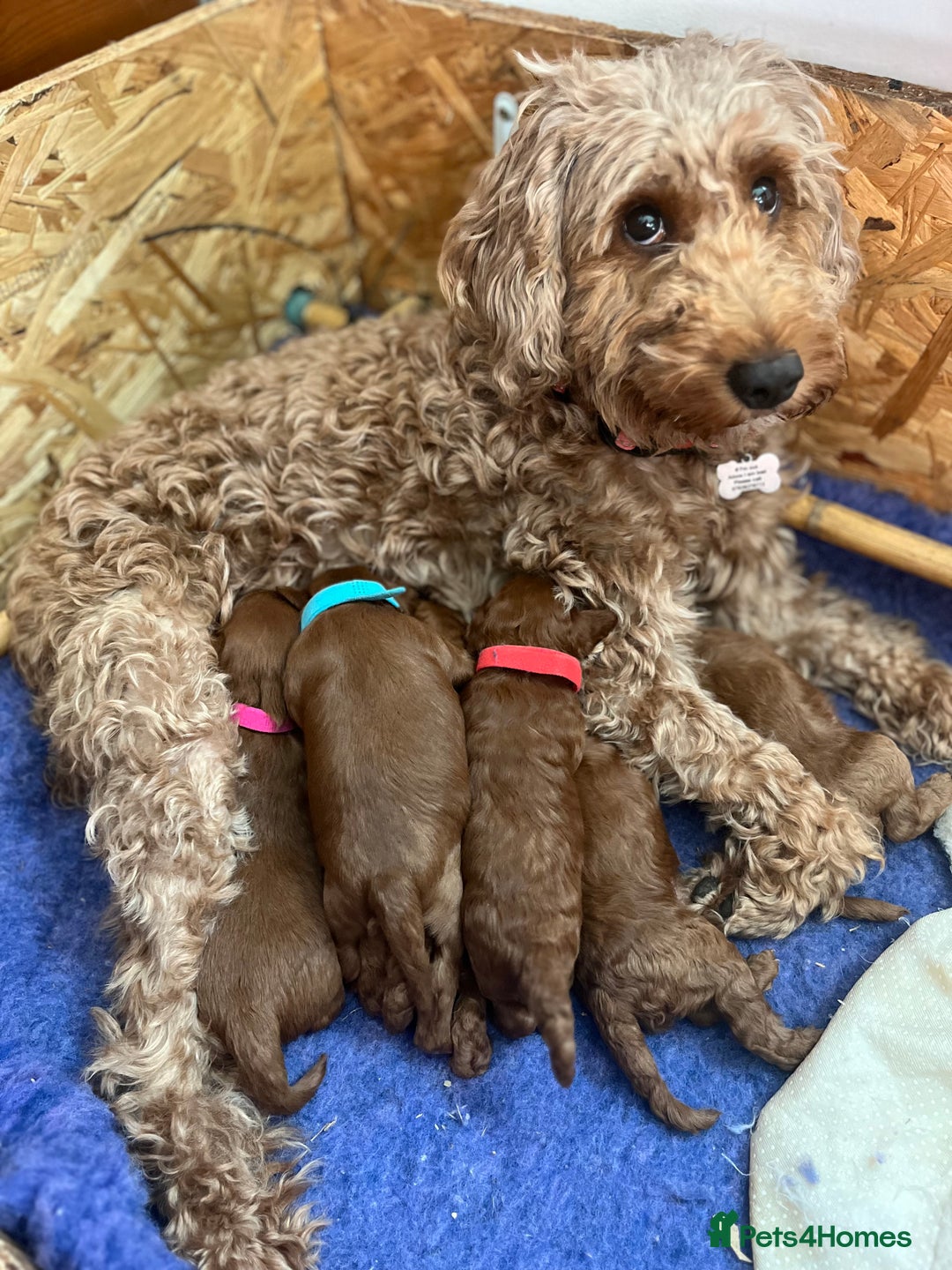 Cockapoo dogs for sale: Gorgeous F1b fox red cockapoo puppies  - Image 1