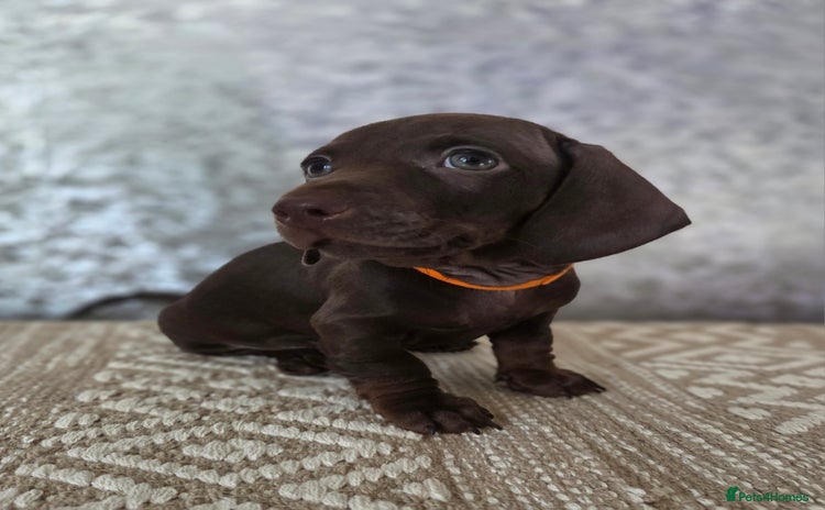 Miniature Dachshund dogs - Advert 2