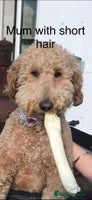 Goldendoodle dogs Golden doodles f1b - Advert 3